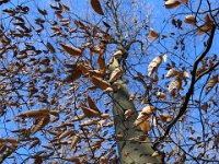 The mighty beech