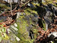 Moss on rock.